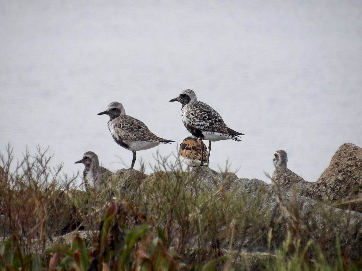 Black-bellied Plover - ML639645476