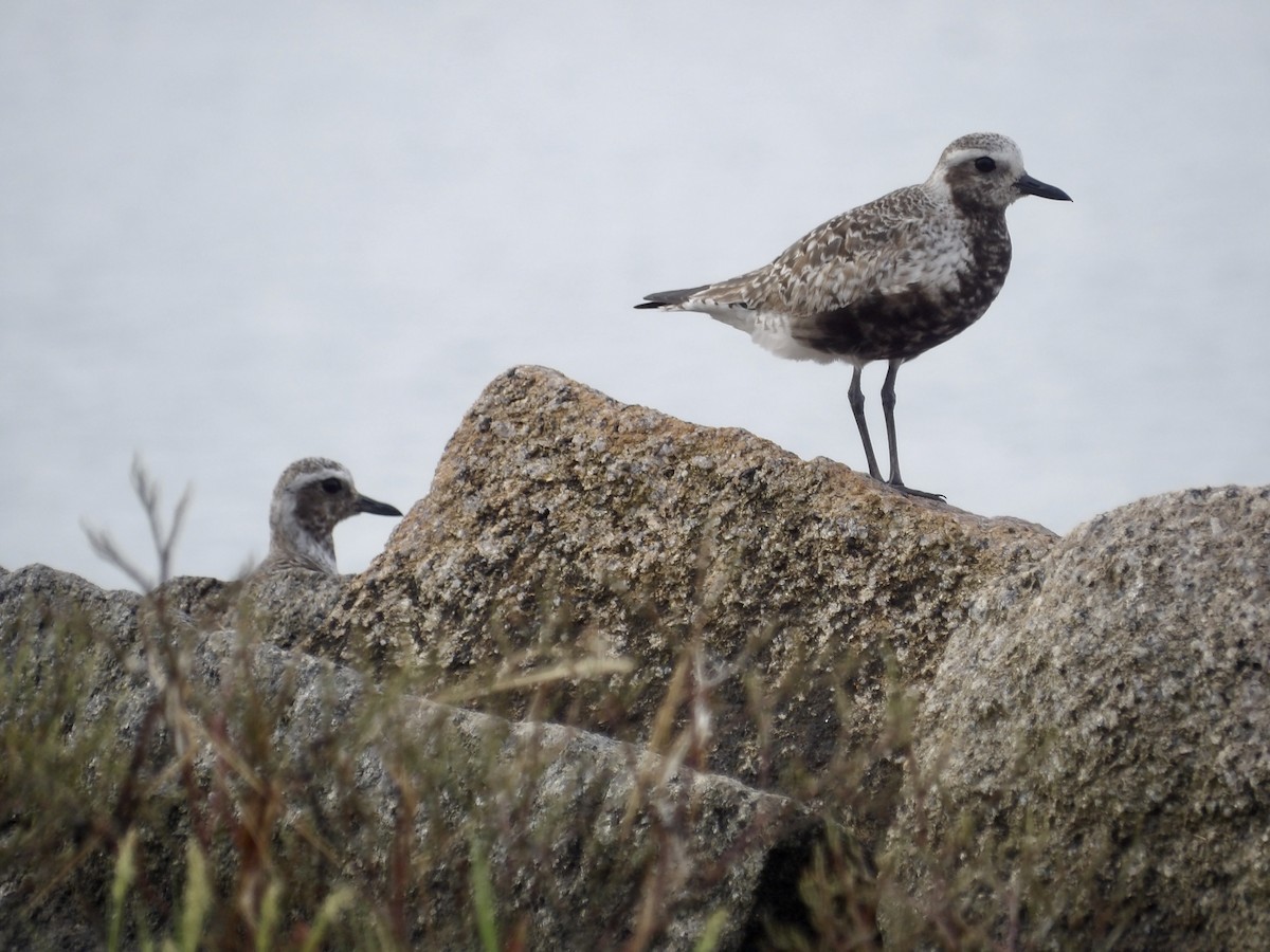 Black-bellied Plover - ML639645477