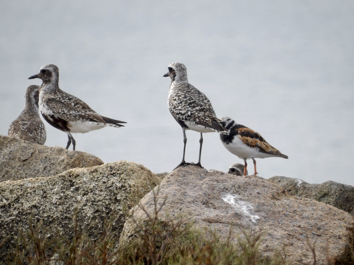 Black-bellied Plover - ML639645478
