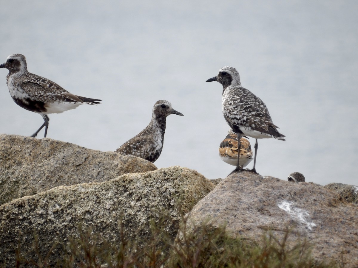 Black-bellied Plover - ML639645479