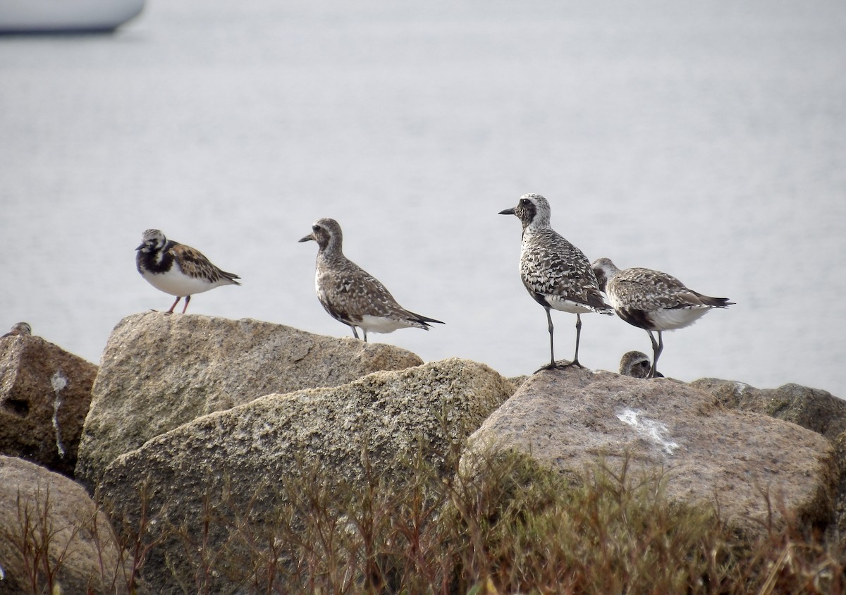 Black-bellied Plover - ML639645481