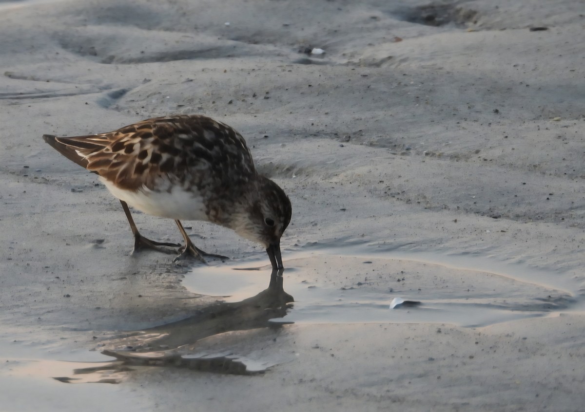 Least Sandpiper - ML639645515