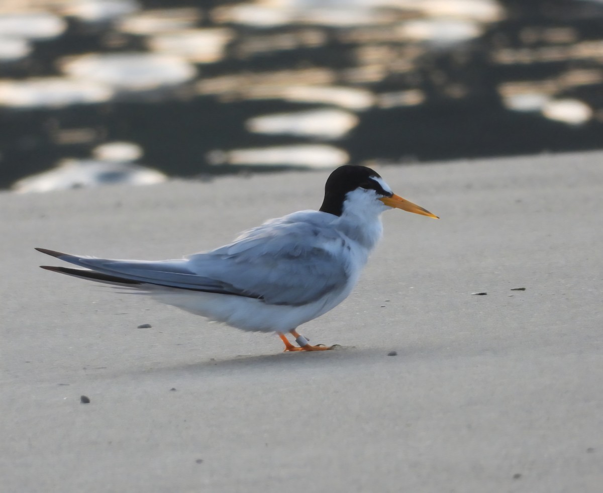Least Tern - ML639645545