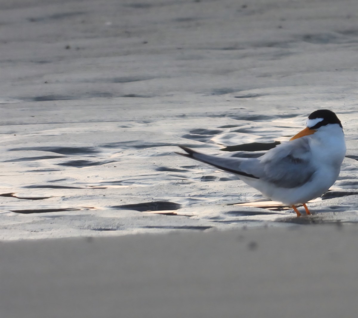 Least Tern - ML639645546