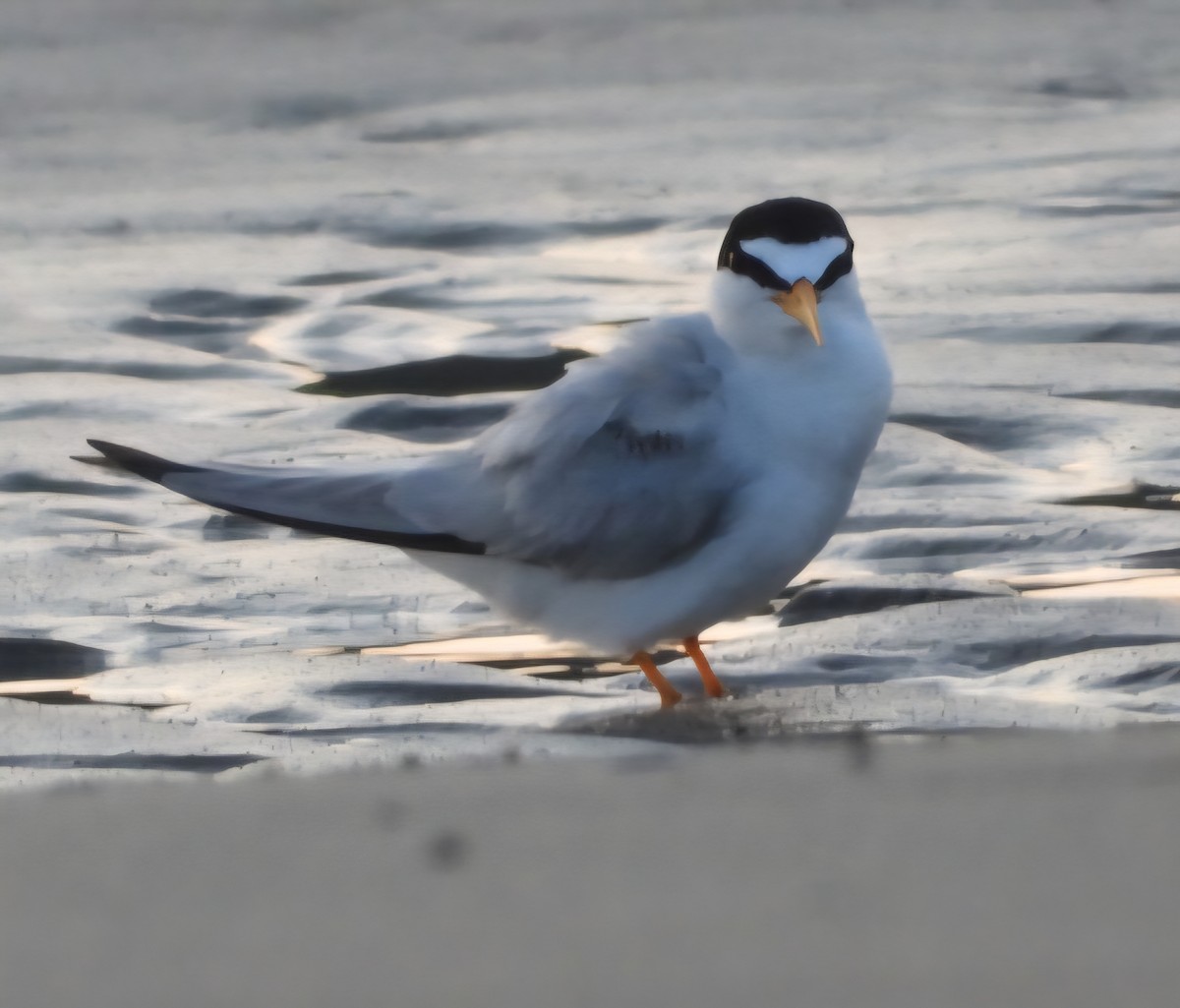 Least Tern - ML639645547