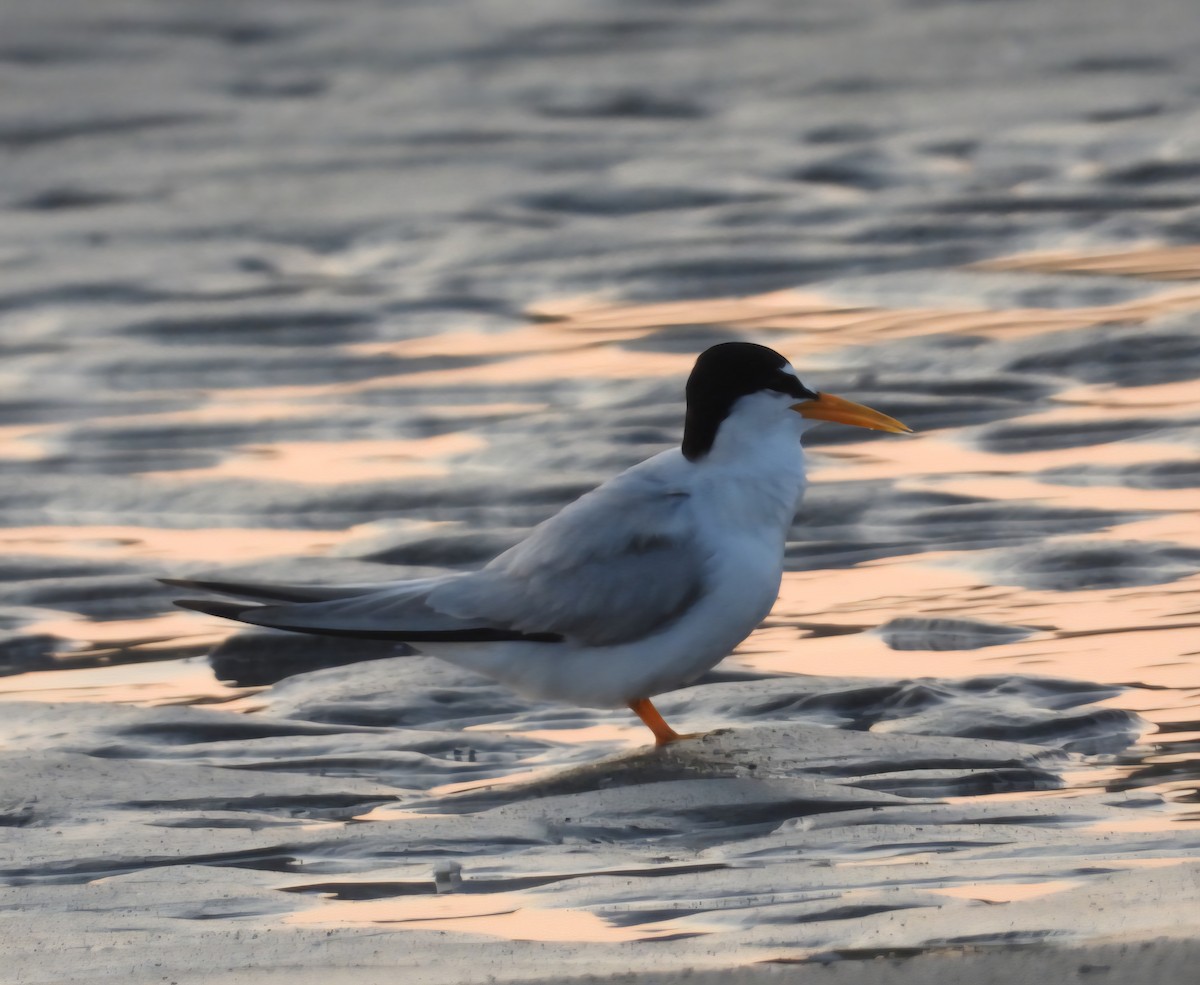 Least Tern - ML639645548