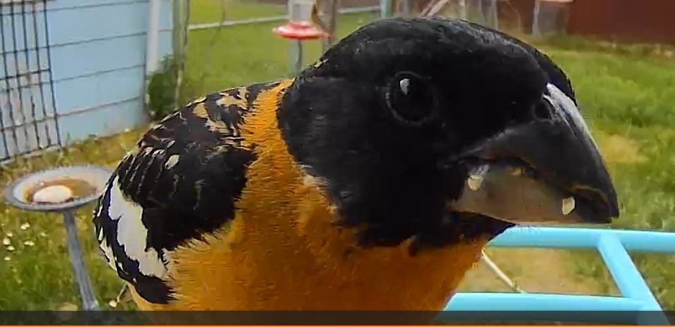 Black-headed Grosbeak - ML639645550