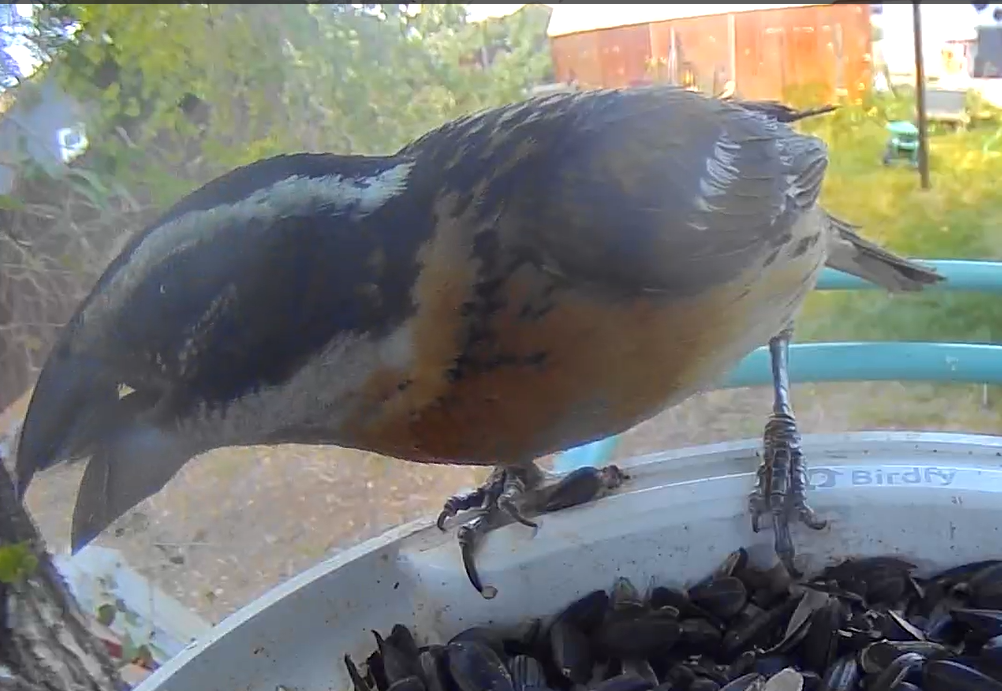 Black-headed Grosbeak - ML639645554