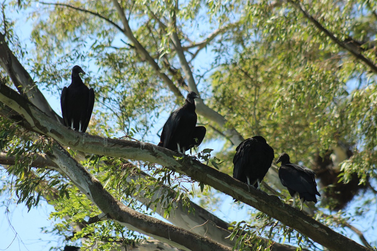Black Vulture - ML639645564