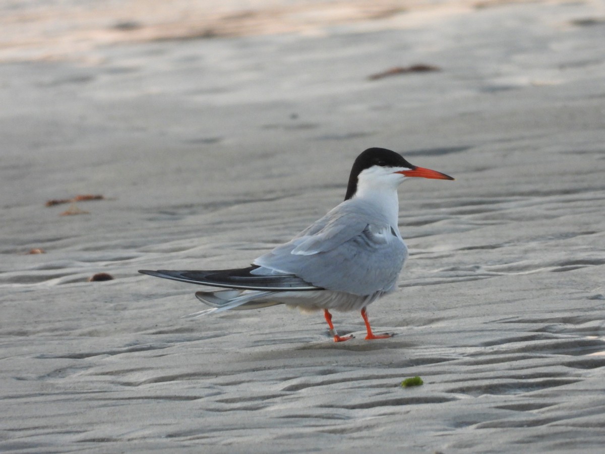 Common Tern - ML639645568