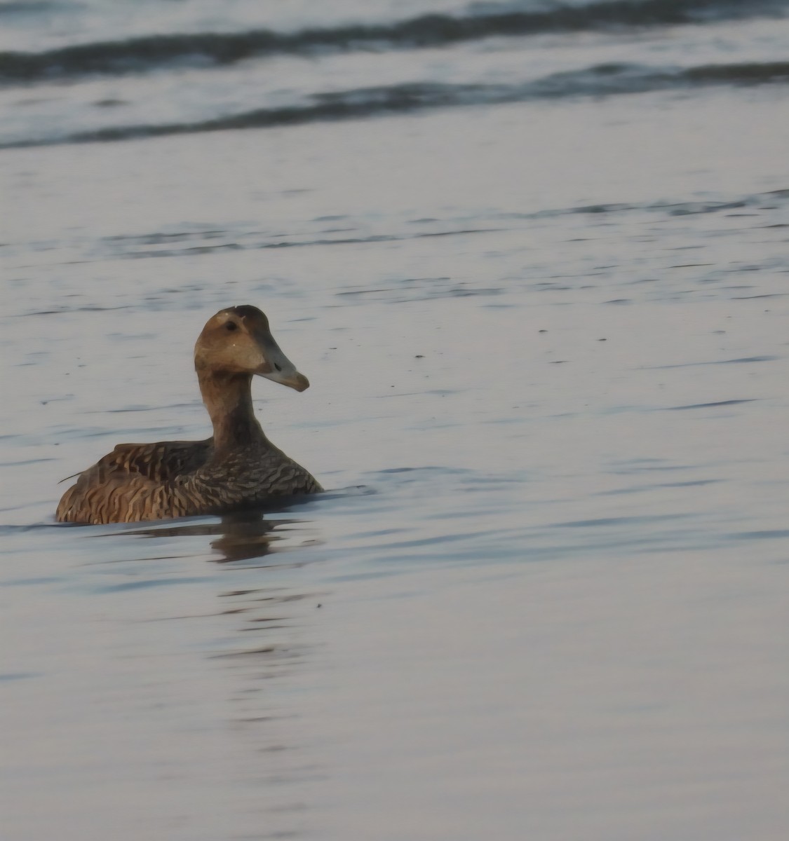 Common Eider - ML639645585
