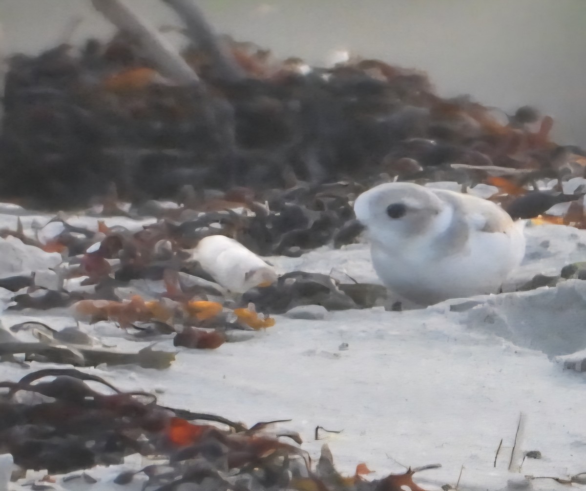Piping Plover - ML639645596