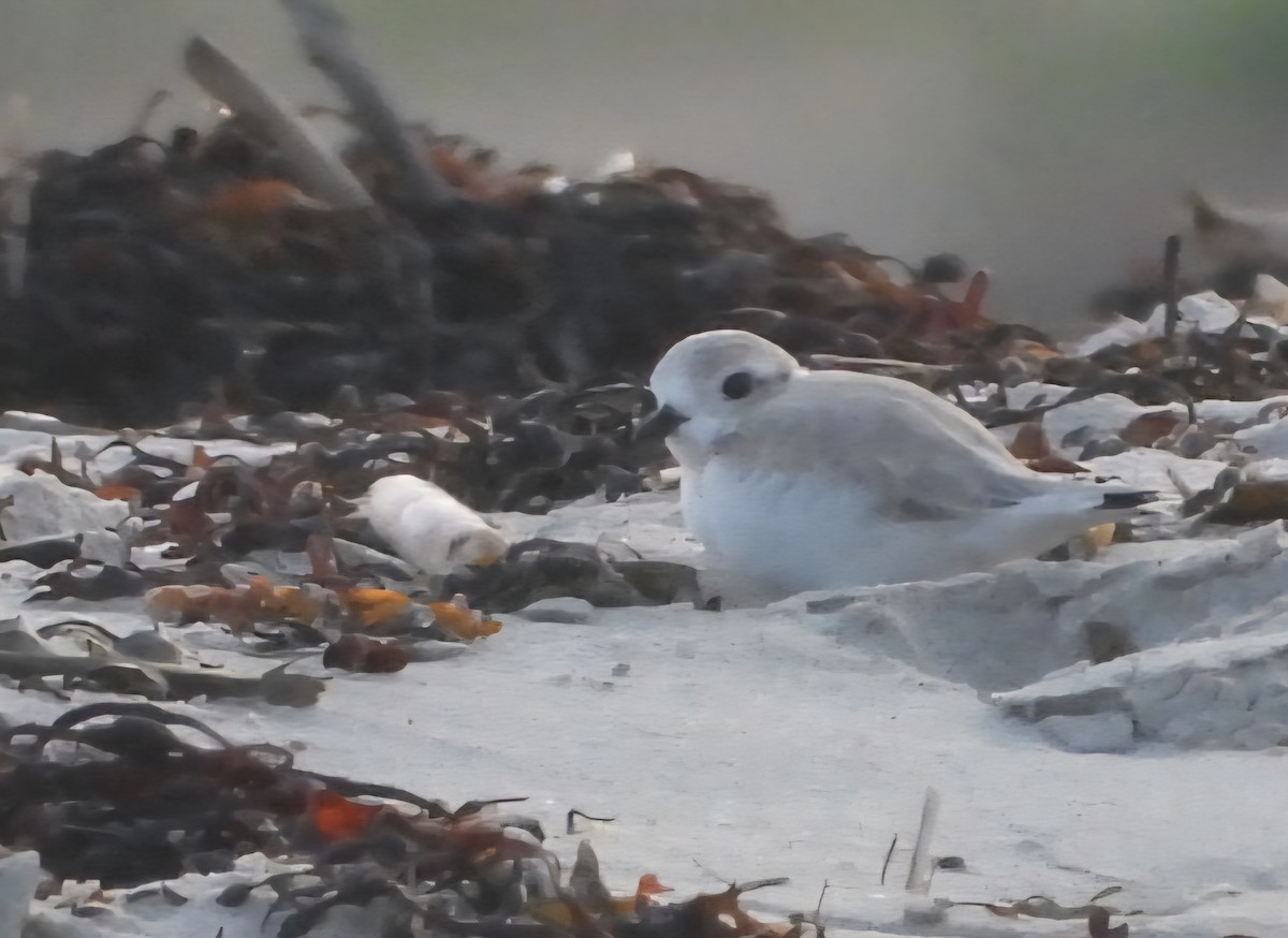 Piping Plover - ML639645597