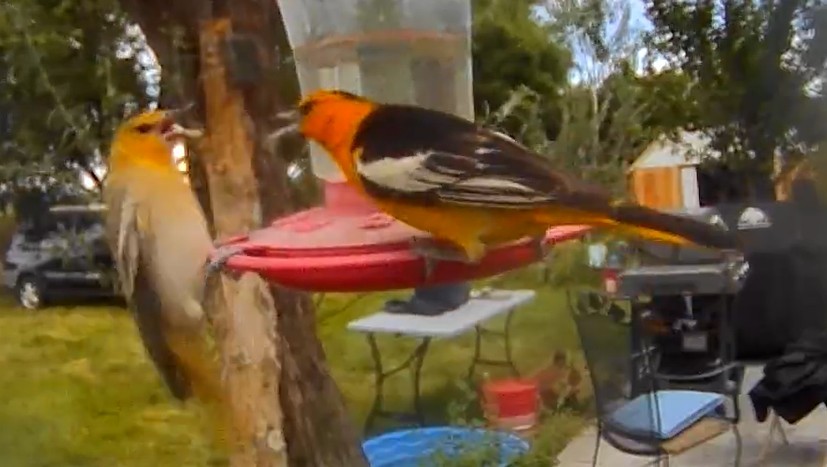 Bullock's Oriole - ML639645599