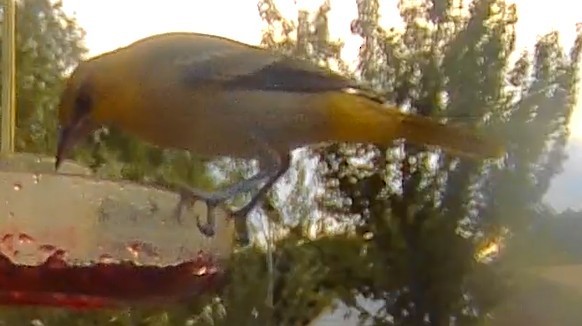 Bullock's Oriole - ML639645600