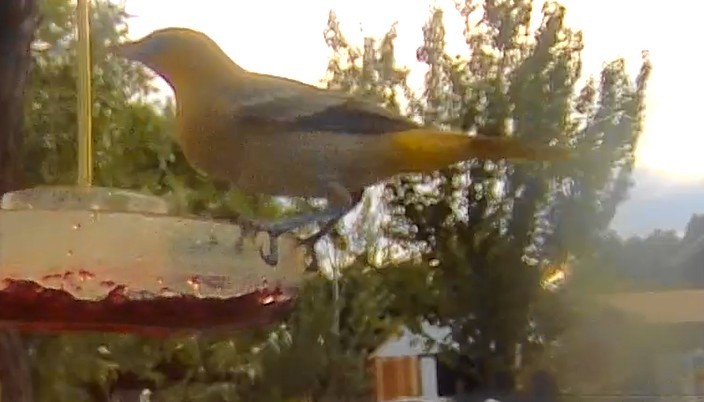 Bullock's Oriole - ML639645601