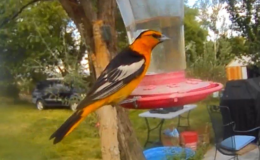 Bullock's Oriole - ML639645602
