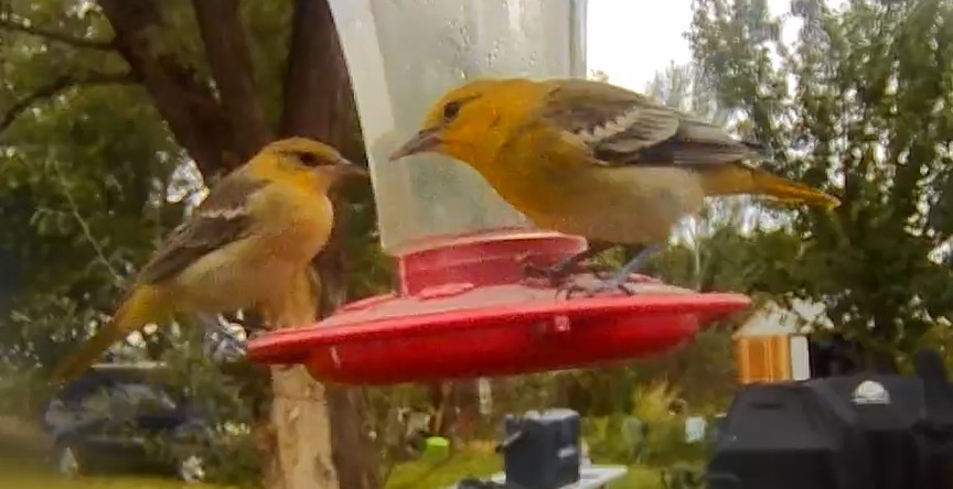 Bullock's Oriole - ML639645604