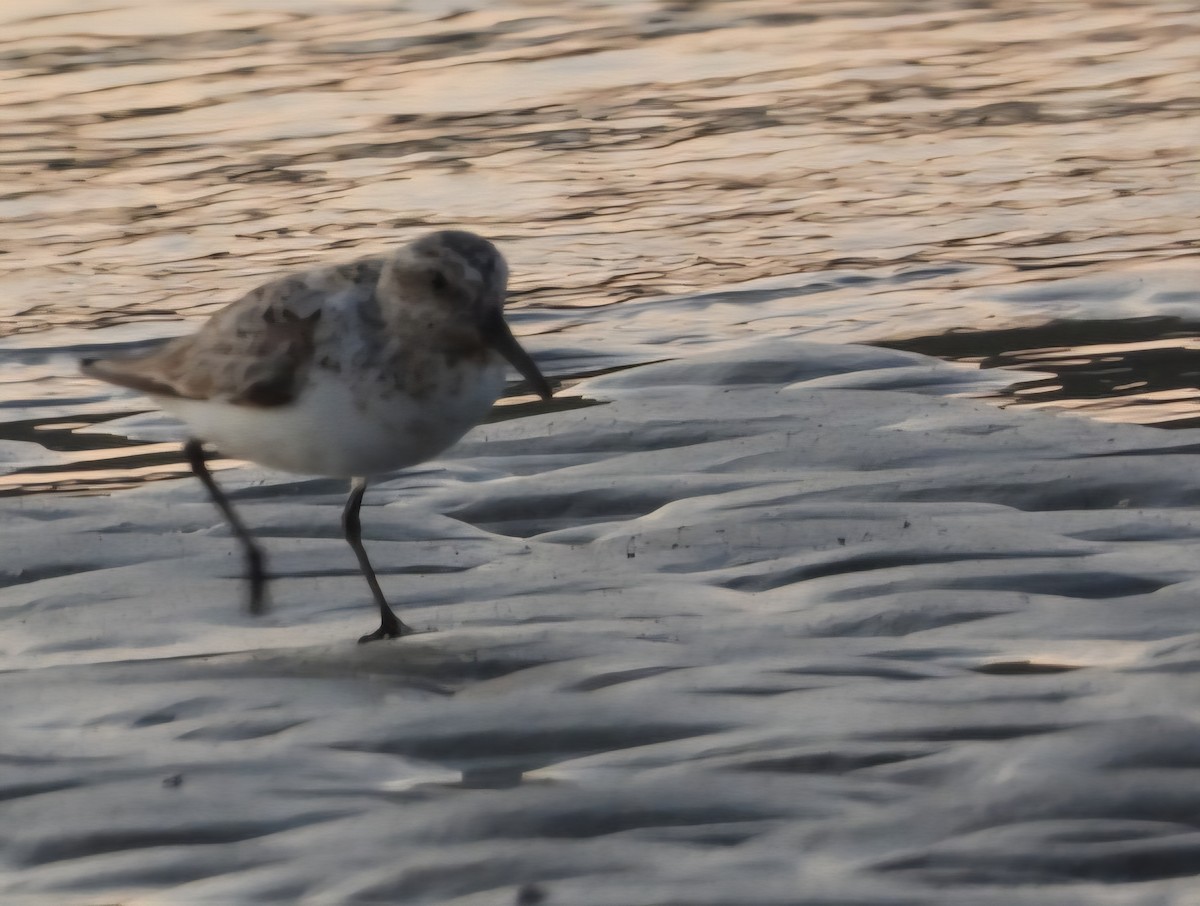 Sanderling - ML639645619