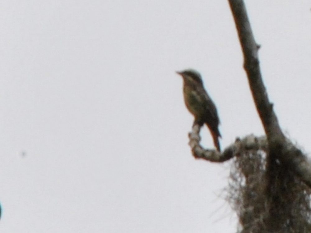 Variegated Flycatcher - ML639645678