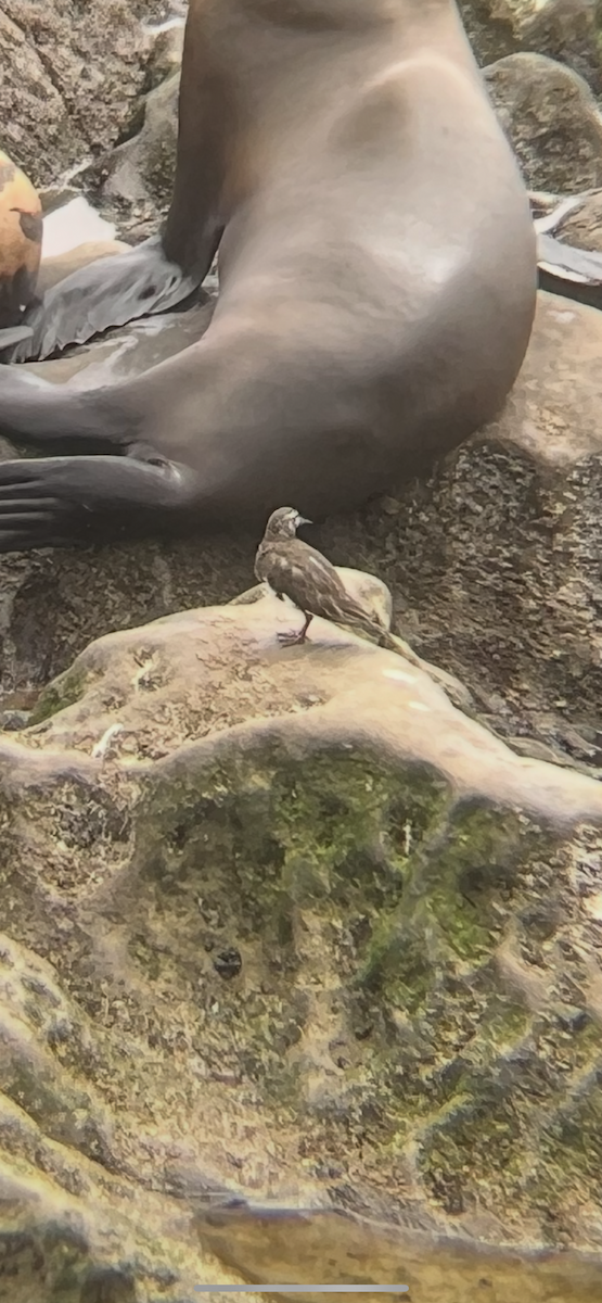 Black Turnstone - ML639645692