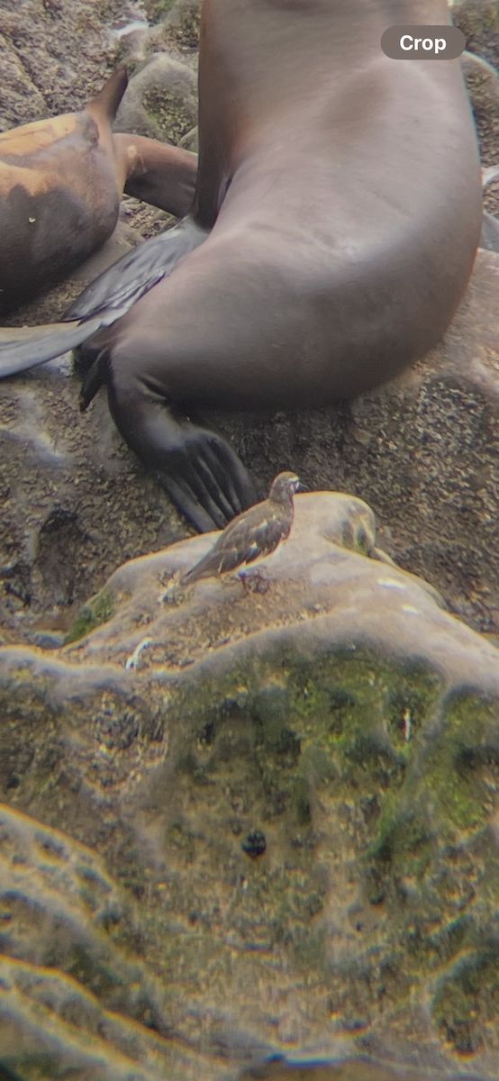 Black Turnstone - ML639645693