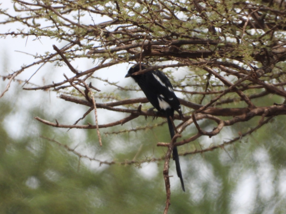 Magpie Shrike - ML639645715