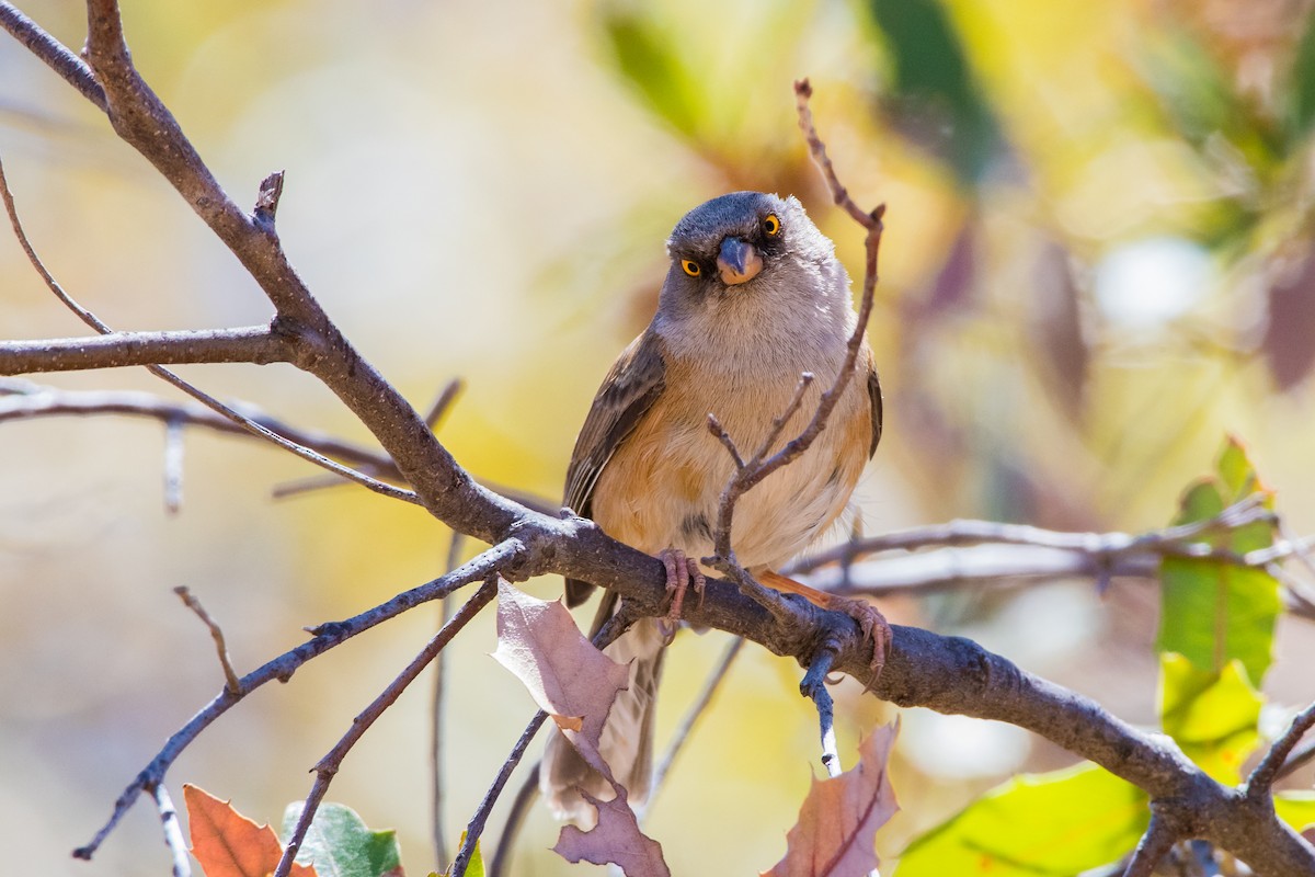 Baird's Junco - ML639645748
