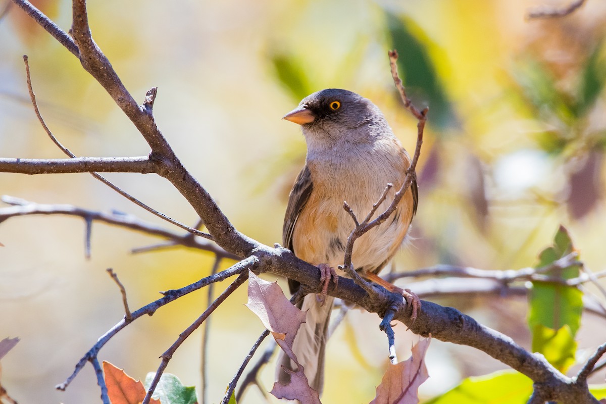 Baird's Junco - ML639645750
