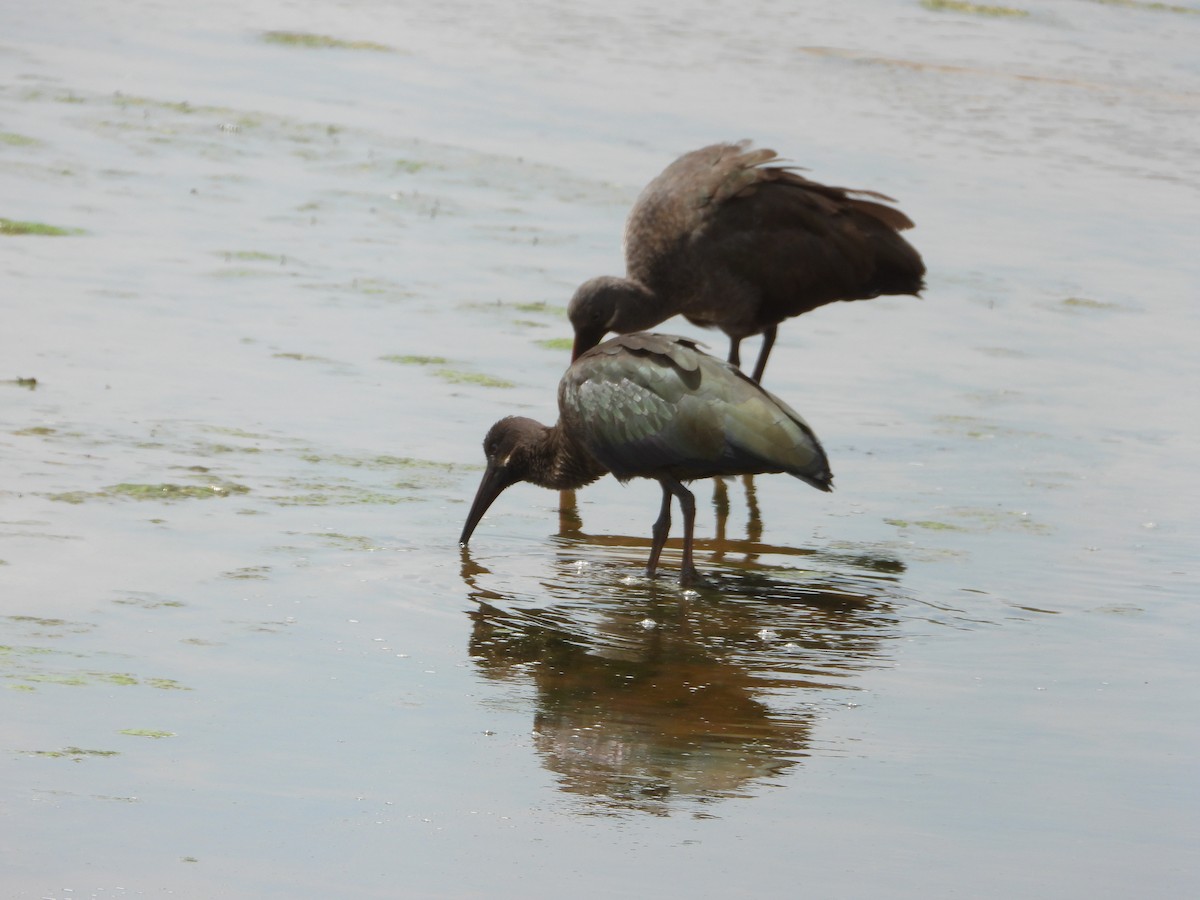 Hadada Ibis - ML639645789