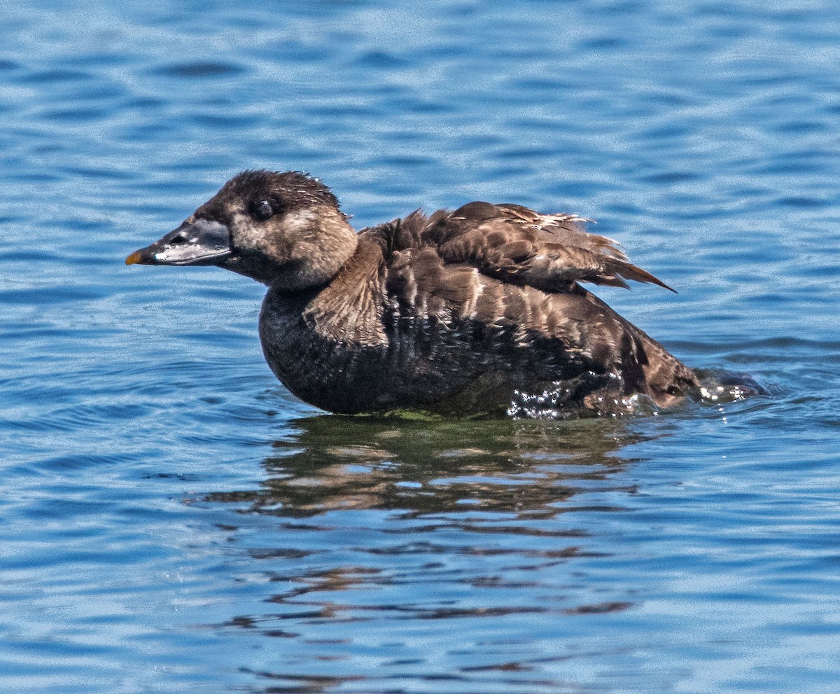 Surf Scoter - ML639645817