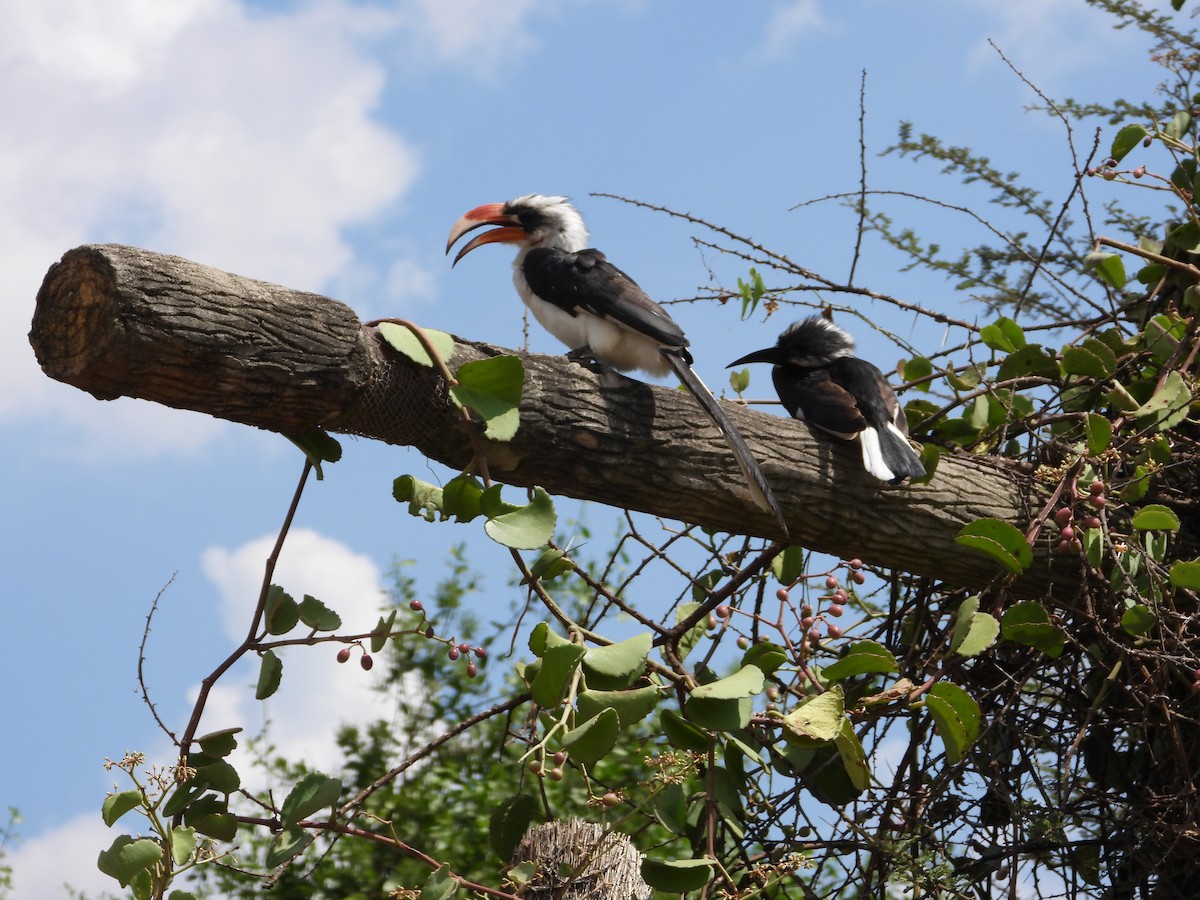 Von der Decken's Hornbill - ML639645840
