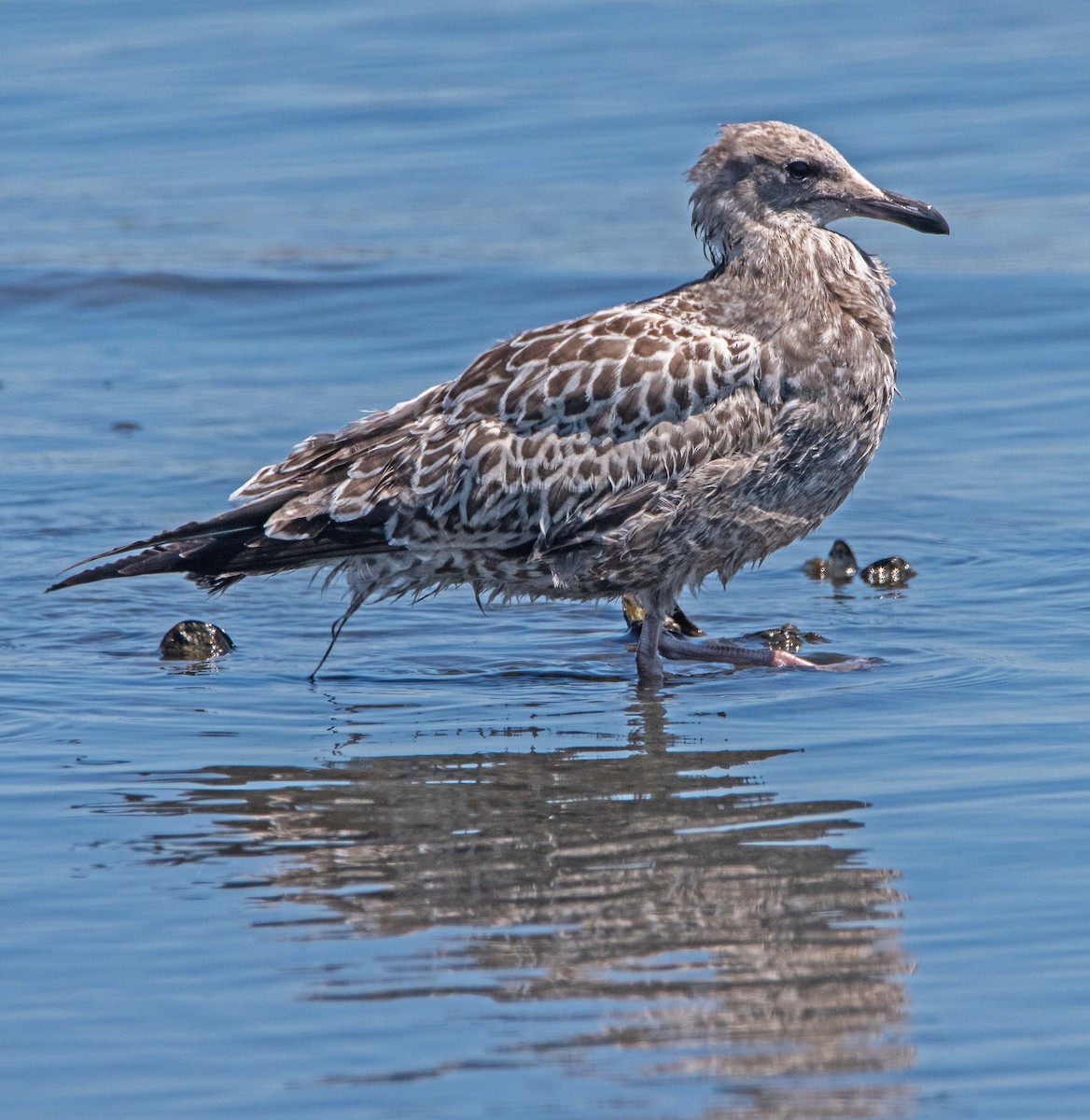 Gaviota Californiana - ML639645860