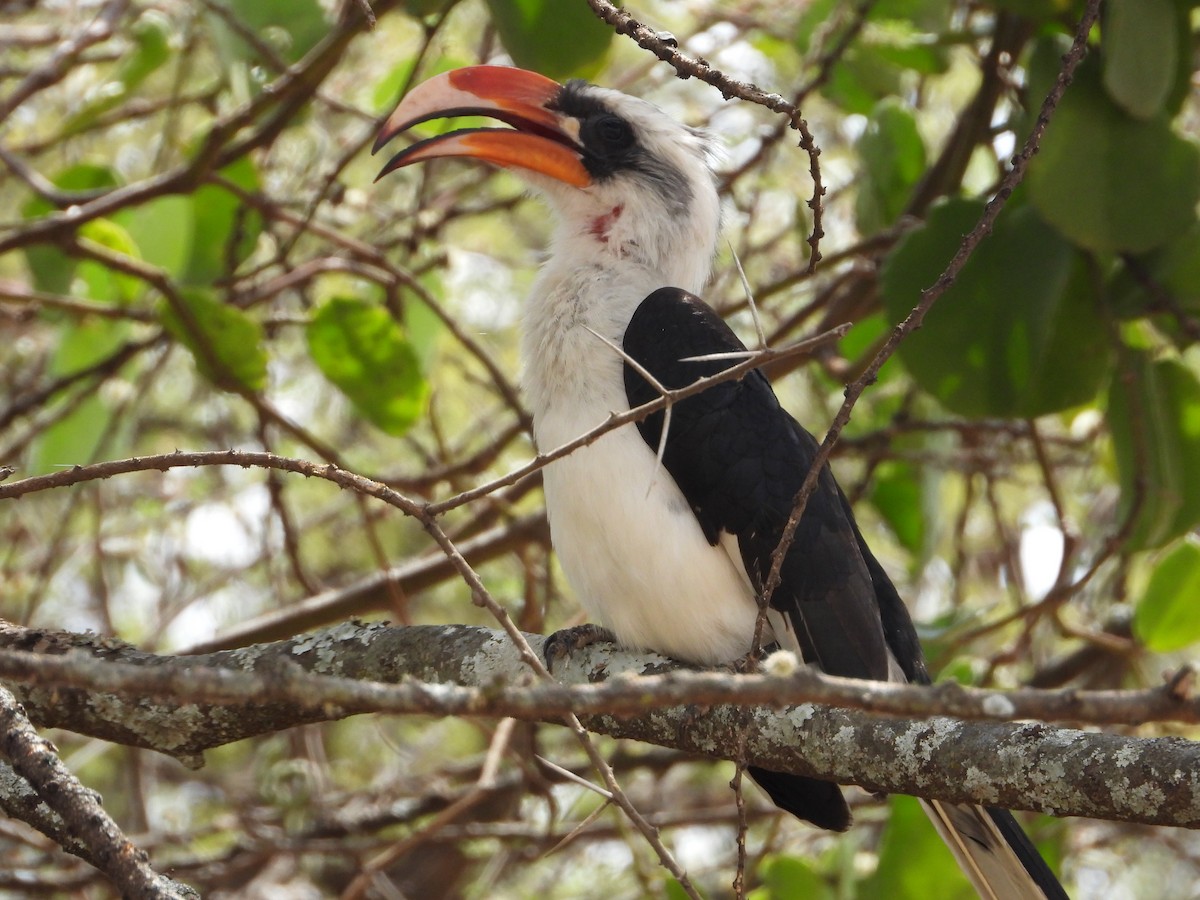 Von der Decken's Hornbill - ML639645861