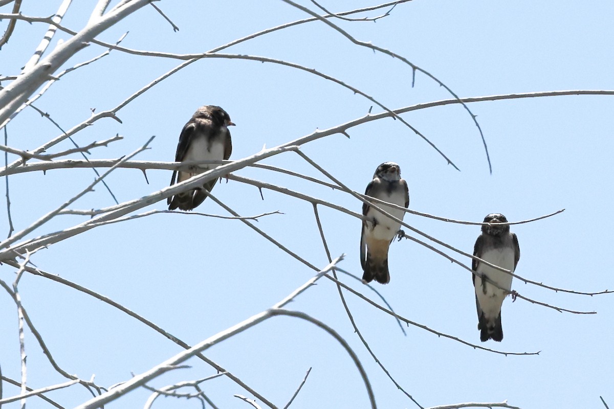Cliff Swallow (pyrrhonota Group) - ML639645889