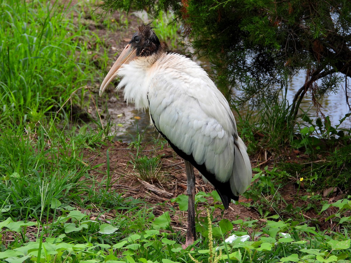 nesyt americký - ML639645923