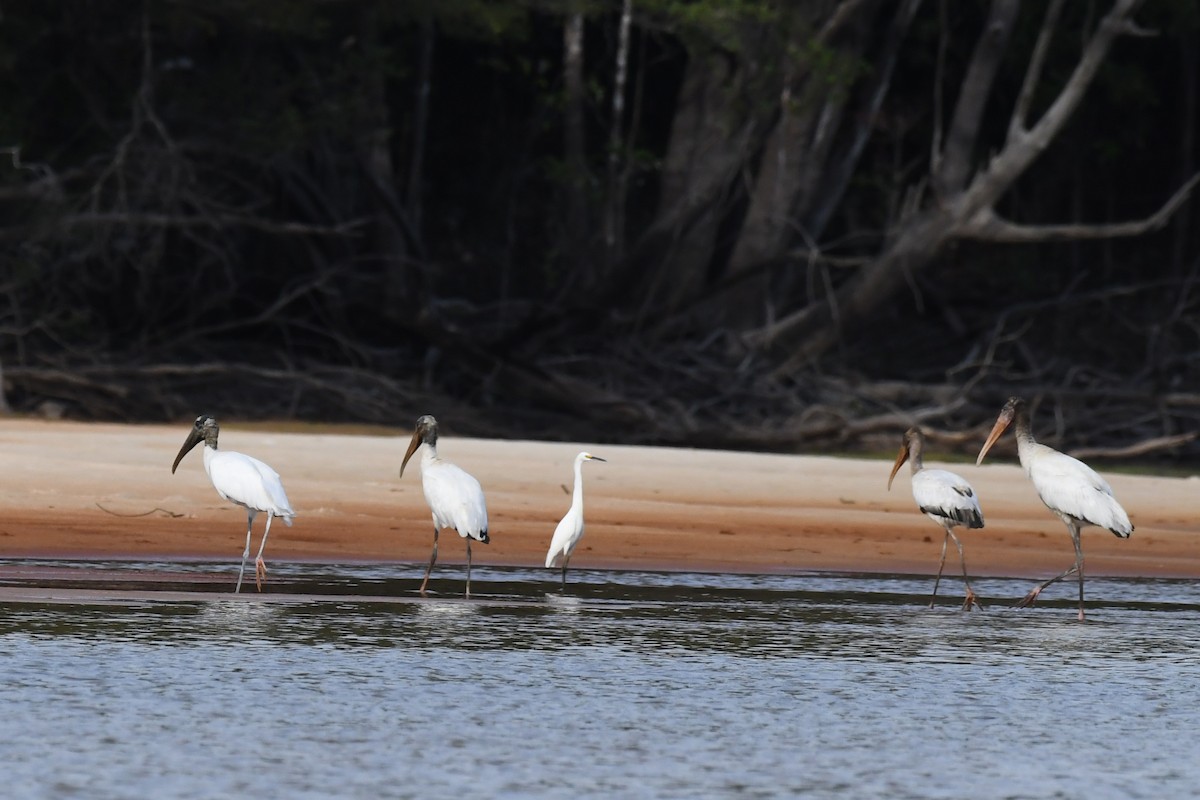 Wood Stork - ML639645931