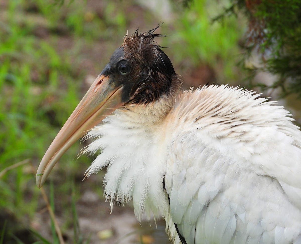 nesyt americký - ML639645933