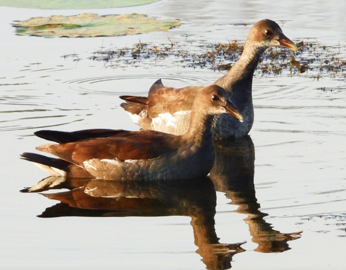Common Gallinule - ML639645983