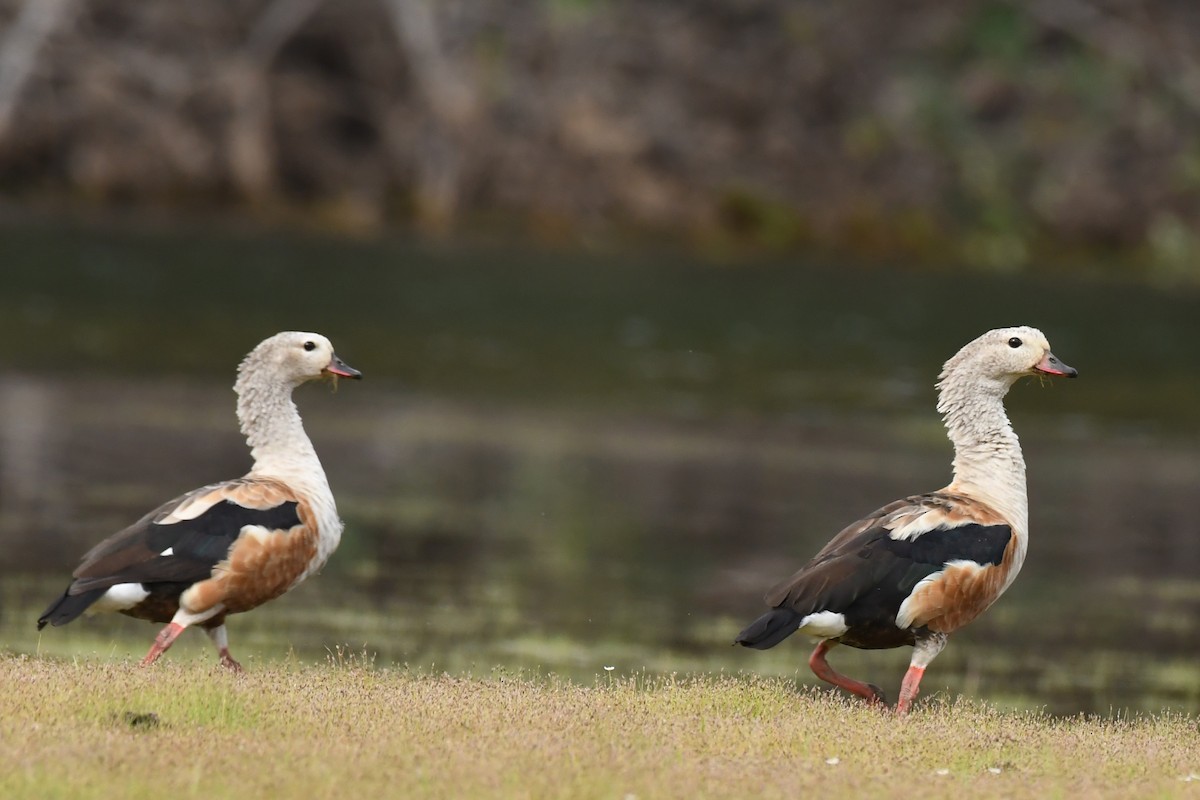 Orinoco Goose - ML639645991