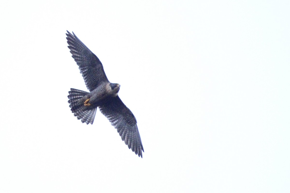 sokol stěhovavý - ML639645996