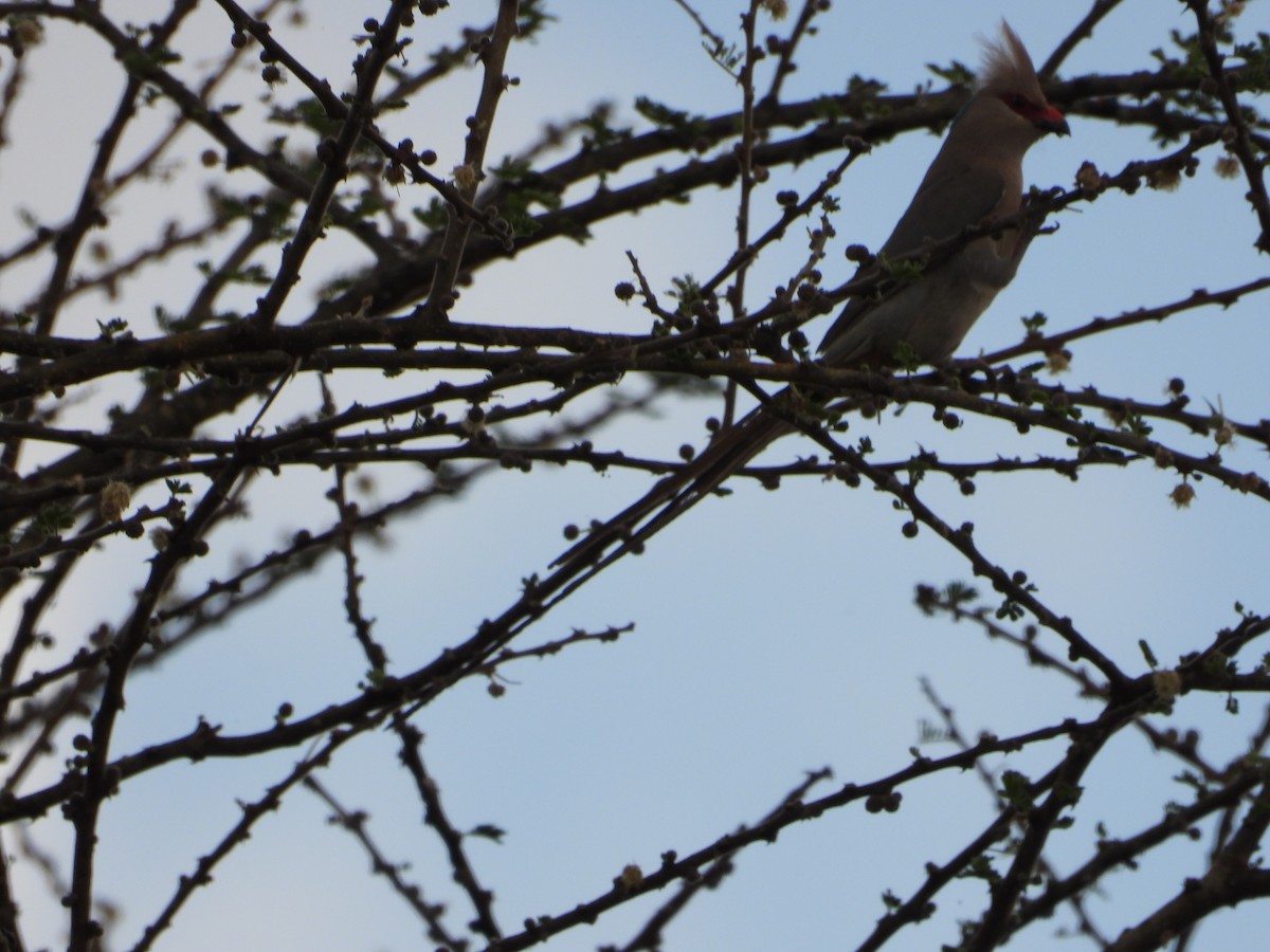 Blue-naped Mousebird - ML639646031