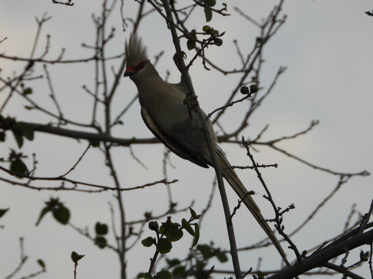 Blue-naped Mousebird - ML639646038