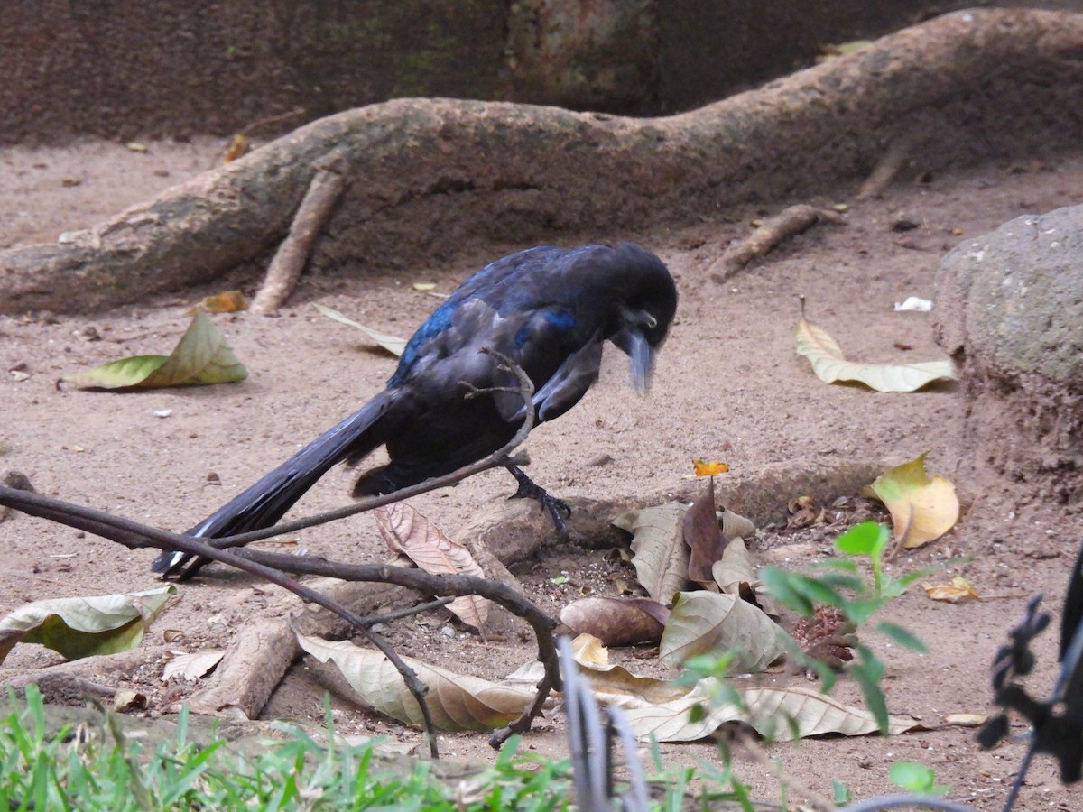 Bushy-crested Jay - ML639646062