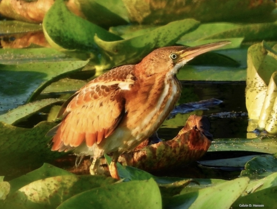 Least Bittern - ML639646097
