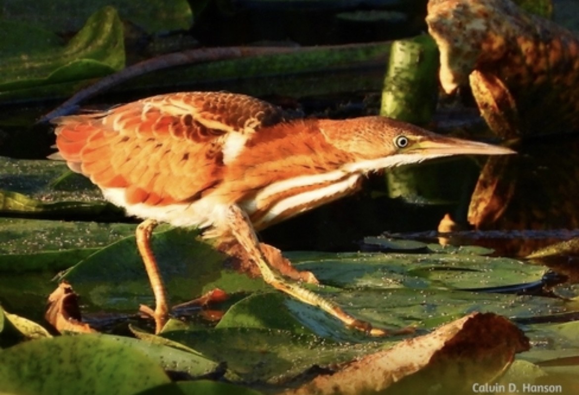 Least Bittern - ML639646100