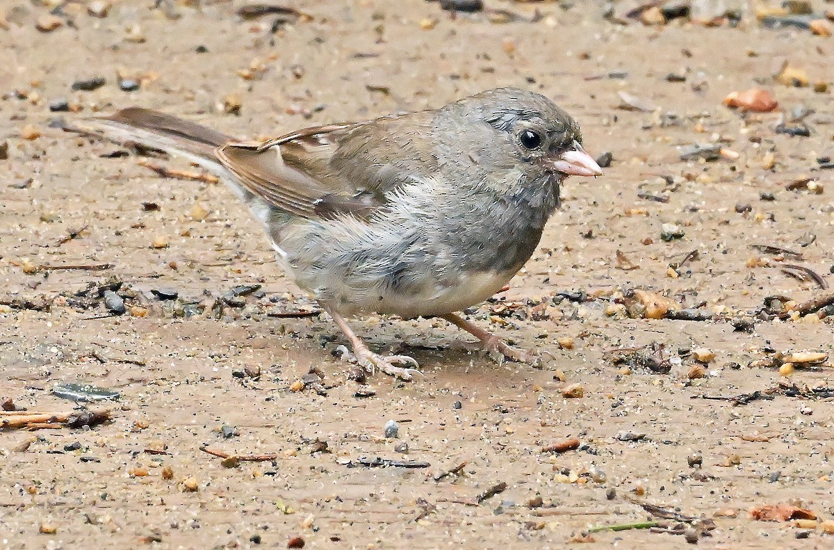 vinterjunko (cismontanus) - ML639646104