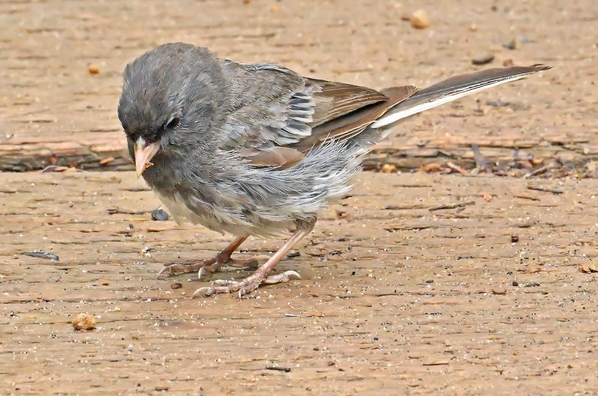 vinterjunko (cismontanus) - ML639646111