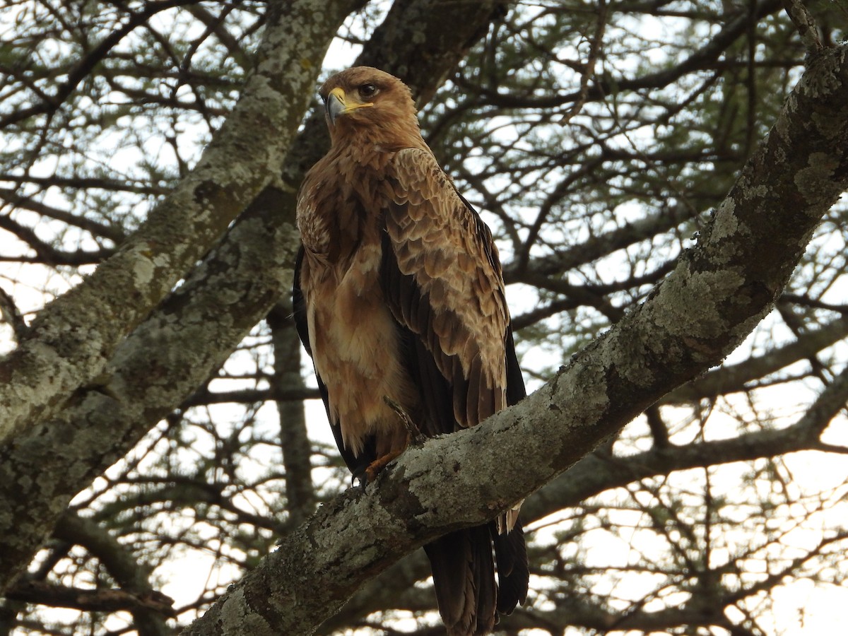 Tawny Eagle - ML639646132