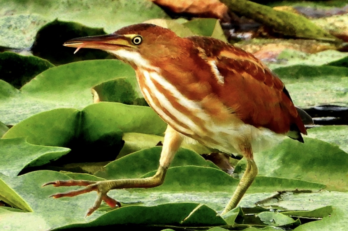Least Bittern - ML639646145